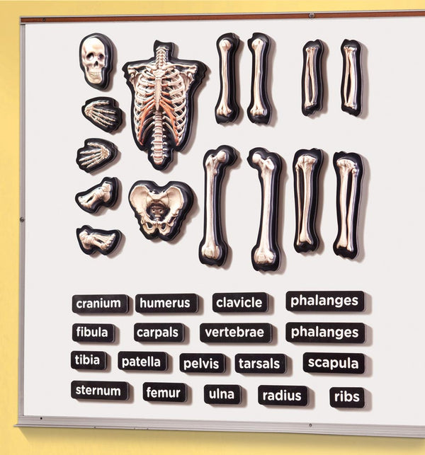 3D Magnetic Skeleton - EASE