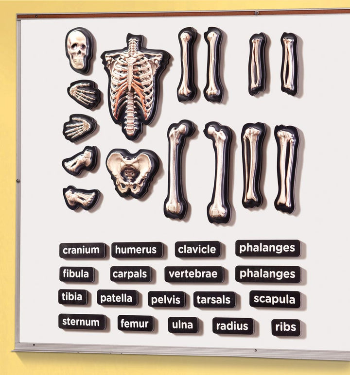 3D Magnetic Skeleton - EASE