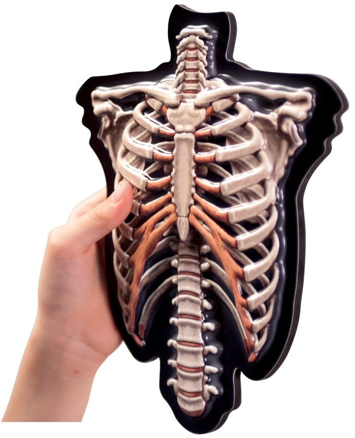 3D Magnetic Skeleton - EASE