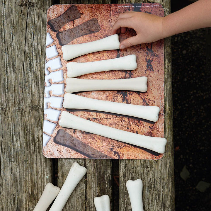 Dinosaur Bones Match and Measure Set - EASE