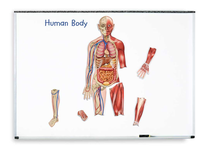 Double Sided Giant Magnetic Human Body Set - EASE