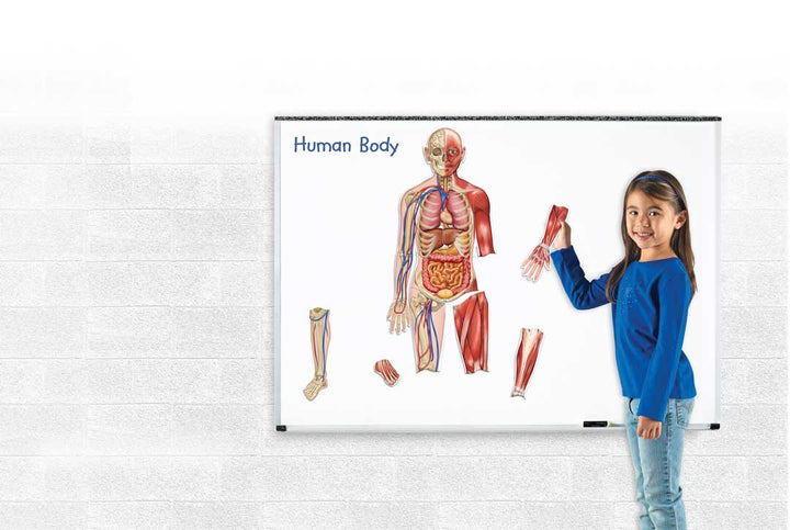 Double Sided Giant Magnetic Human Body Set - EASE